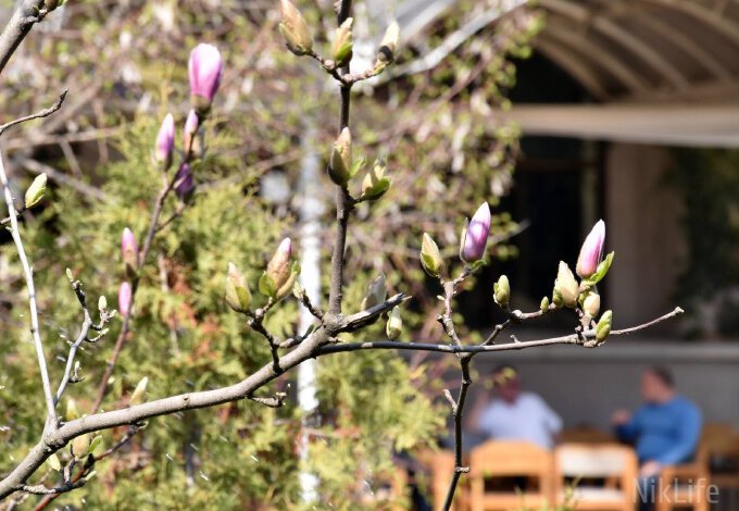 Успейте сделать яркое селфи: в Николаеве зацвели магнолии | Корабелов.ИНФО