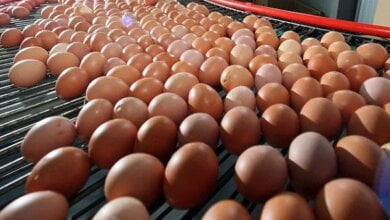 Украина стала лидером по экспорту яиц в ЕС, опередив США | Корабелов.ИНФО