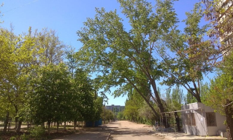 "Было стремновато": в Корабельном районе ветка с тополя упала прямо на детскую коляску с ребенком | Корабелов.ИНФО image 4