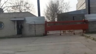 "Такие загрызли два года назад женщину", - жительница жалуется на агрессивных собак в Корабельном районе (Видео) | Корабелов.ИНФО