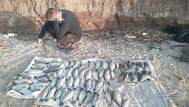 В Витовском районе полицейские поймали браконьеров с уловом в 240 карасей | Корабелов.ИНФО image 2