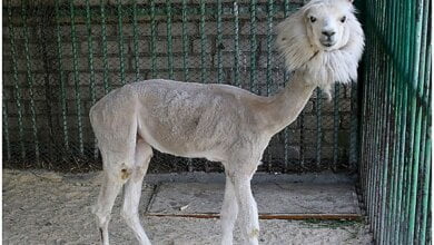 Николаевский зоопарк получил от коллег из Дрогобича новых животных, среди которых есть и молодой самец альпака | Корабелов.ИНФО image 1
