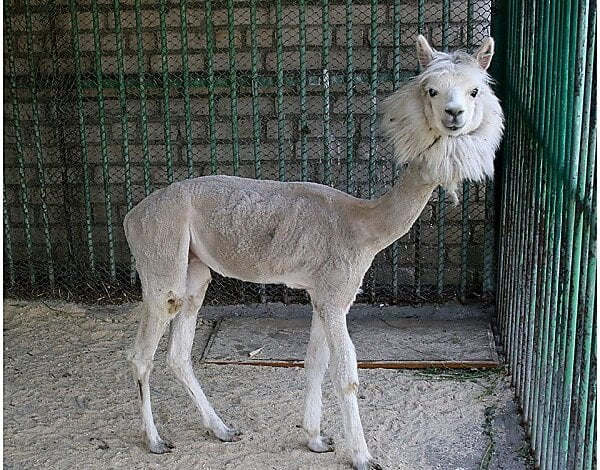 Николаевский зоопарк получил от коллег из Дрогобича новых животных, среди которых есть и молодой самец альпака | Корабелов.ИНФО image 1