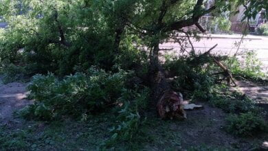 Упала ветка с дерева: в центре Николаева обрушились пять опор контактной сети трамвая, одна из них свалилась на припаркованное авто | Корабелов.ИНФО image 11