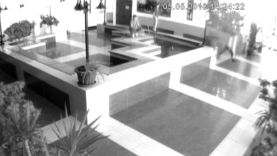 Подростки намеренно камнем убили японского карпа в спорткомплексе «Водолей» | Корабелов.ИНФО image 1