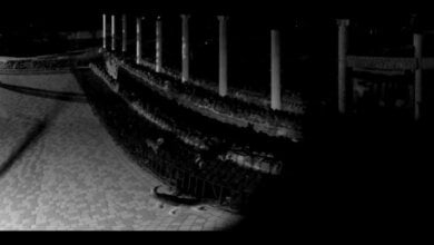 Свора бездомных собак пробралась в Николаевский зоопарк и загрызла четырех альпак | Корабелов.ИНФО image 4