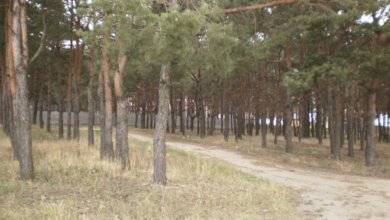 Чергова «пеліпасивська» ділянка лісу «Маяк» судом повернута державі. А Сєнкевич з депутатами - за «пеліпасивщину» | Корабелов.ИНФО image 2