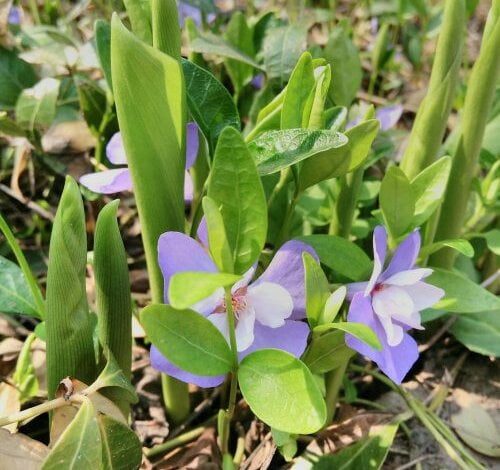 Уроки фотографії від Віки Кудряшової або Пропоную не забруднювати, а фотографувати весняну красу! | Корабелов.ИНФО image 1