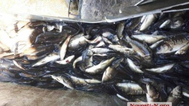 24 тысячи карпов, толстолобов и белого амура запустили в реку Южный Буг (видео) | Корабелов.ИНФО