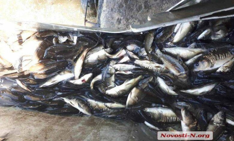 24 тысячи карпов, толстолобов и белого амура запустили в реку Южный Буг (видео) | Корабелов.ИНФО