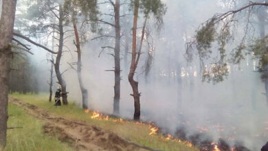 400 кв. метров в огне: опять горел Балабановский лес | Корабелов.ИНФО image 1