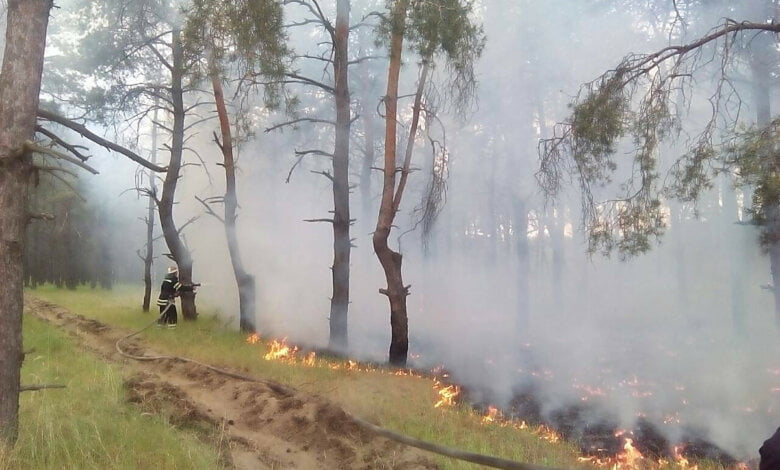 400 кв. метров в огне: опять горел Балабановский лес | Корабелов.ИНФО image 1