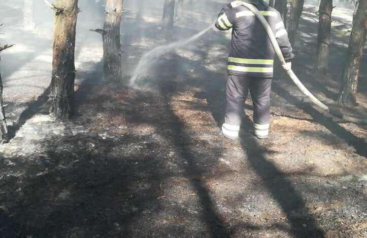 Близько 40 пожеж лише за останній місяць сталося на відкритих територіях та лісах у Корабельному районі | Корабелов.ИНФО image 3