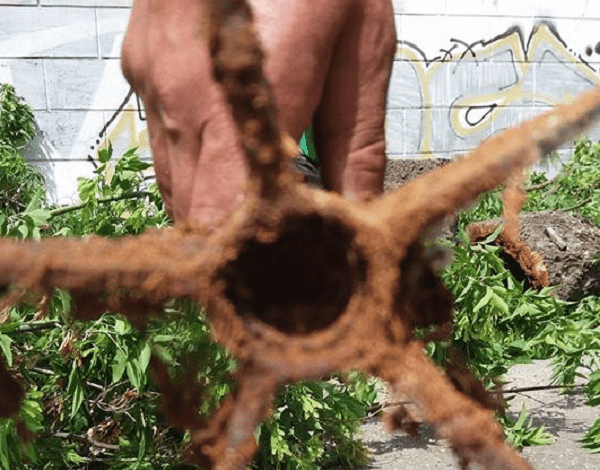 Внутри ствола аварийного дерева в Николаеве обнаружили учебную мину | Корабелов.ИНФО image 3