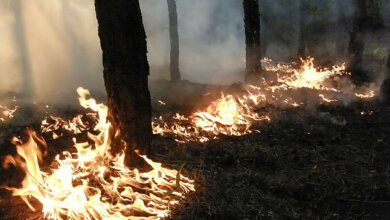 В Балабановском лесу из-за поджога горела хвойная подстилка | Корабелов.ИНФО