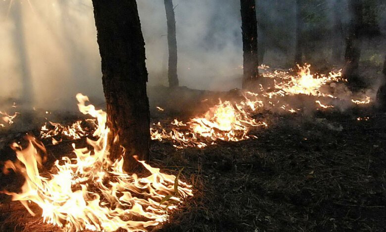 В Балабановском лесу из-за поджога горела хвойная подстилка | Корабелов.ИНФО