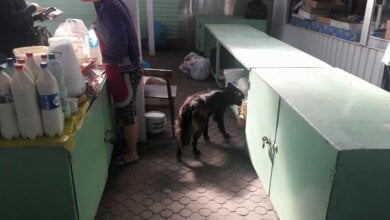 Ужасающая антисанитария на рынке в Корабельном: открытая молочка и бродячие собаки, облизывающие поддон (ВИДЕО) | Корабелов.ИНФО