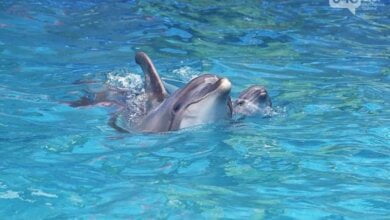 В дельфинарии Одессы детеныш родился во время шоу (Видео) | Корабелов.ИНФО