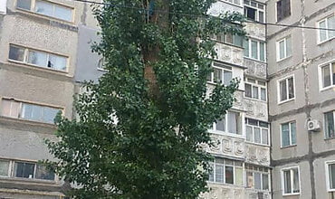 "Меня по новостям покажут!" Спасатели в Корабельном районе сняли с дерева мальчика на высоте пятого этажа (видео) | Корабелов.ИНФО
