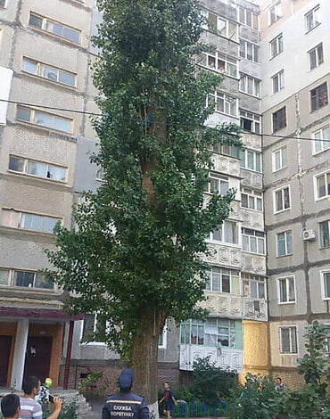 "Меня по новостям покажут!" Спасатели в Корабельном районе сняли с дерева мальчика на высоте пятого этажа (видео) | Корабелов.ИНФО