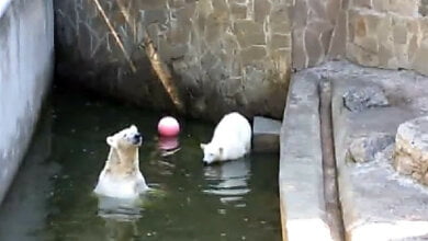 Опубликовано видео, как медведица и медвежонок плавают в бассейне в Николаевском зоопарке | Корабелов.ИНФО