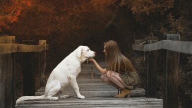 В Николаеве девушка упала в колодец, пытаясь спасти свою собаку | Корабелов.ИНФО