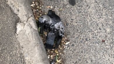 "Может быть опасно и для людей". Жители Корабельного района обеспокоены количеством трупов голубей на улицах | Корабелов.ИНФО image 4