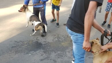 "Вот такой ужас, когда с детьми гуляешь": случай с агрессивным питбулем во дворе в Корабельном районе (Видео) | Корабелов.ИНФО