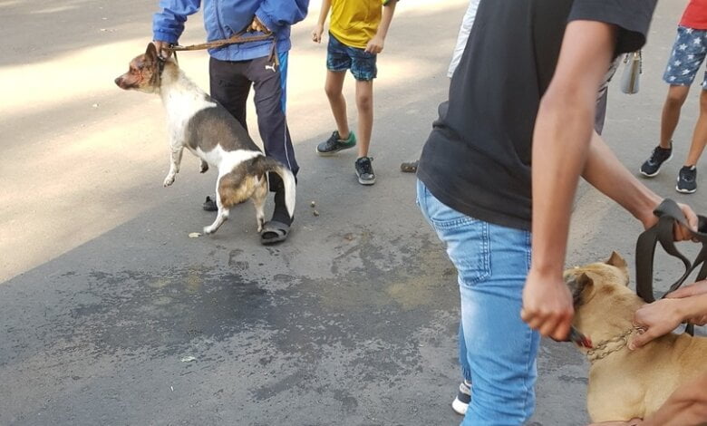 "Вот такой ужас, когда с детьми гуляешь": случай с агрессивным питбулем во дворе в Корабельном районе (Видео) | Корабелов.ИНФО