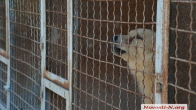 «Закрылся проходной двор», - директор "Центра защиты животных" Голобродский о новых порядках на КП | Корабелов.ИНФО