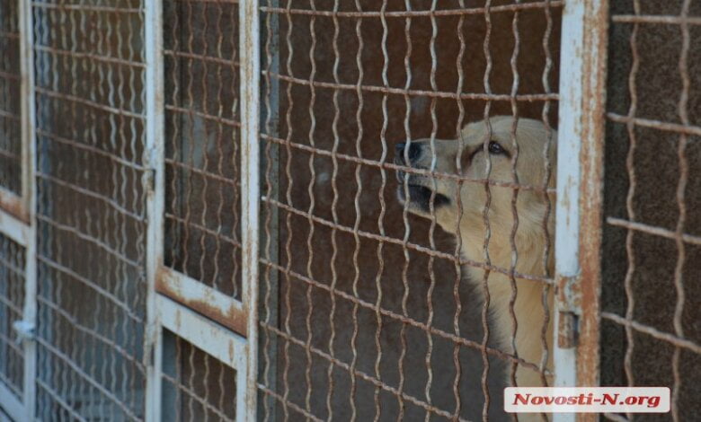 «Закрылся проходной двор», - директор "Центра защиты животных" Голобродский о новых порядках на КП | Корабелов.ИНФО