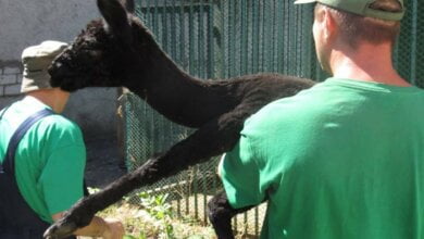 Бизнесмен из Днепра подарил Николаевскому зоопарку самца альпака | Корабелов.ИНФО