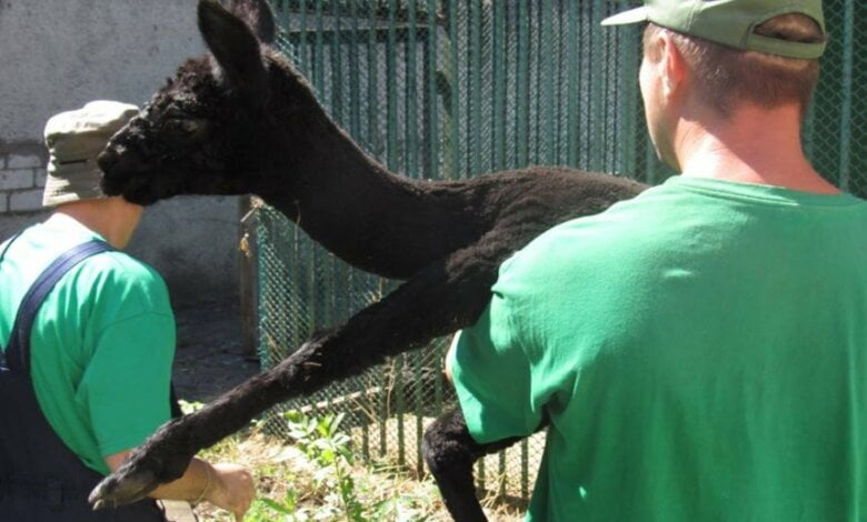 Бизнесмен из Днепра подарил Николаевскому зоопарку самца альпака | Корабелов.ИНФО