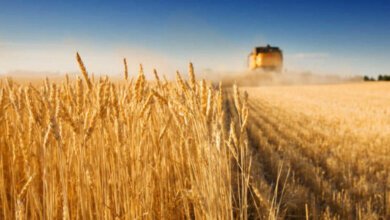 Аграрии Николаевской области собрали первый миллион тонн зерновых | Корабелов.ИНФО