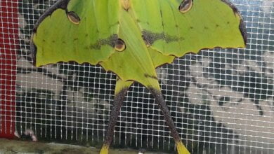 «Произошло чудо», – в Николаевском зоопарке родилась редкая ночная бабочка | Корабелов.ИНФО