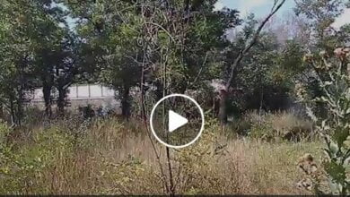 В центре Корабельного района горела лесопосадка (видео) | Корабелов.ИНФО