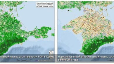 В оккупированном Крыму показали масштабы исчезновения растительности на полуострове | Корабелов.ИНФО