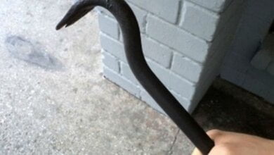 "Отказалась от интима – получай по голове". На Николаевщине мужчина избил женщину ломом | Корабелов.ИНФО