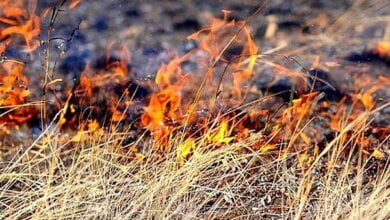 «Заодно сгорели «Mazda» и хозпостройка», – житель Витовского района на Николаевщине неудачно сжег сухую траву возле своего дома | Корабелов.ИНФО