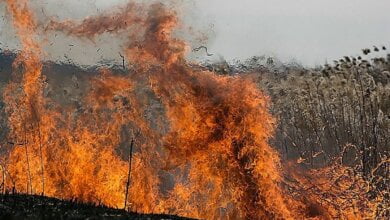 В Николаевской области установили пятый класс пожарной опасности | Корабелов.ИНФО