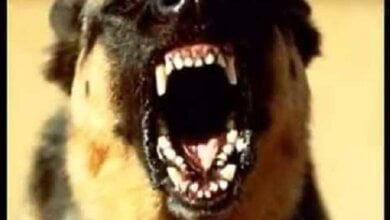 "Неужели это нормально?", - в Николаеве бродячая собака вцепилась в лицо 4-летнему мальчику | Корабелов.ИНФО