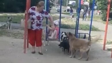 В Николаеве «собачья свадьба» вынудила женщину забрать ребенка с детской площадки | Корабелов.ИНФО