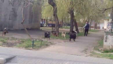 Несколько десятков собак усыпили на КП «Центр защиты животных» в Николаеве | Корабелов.ИНФО
