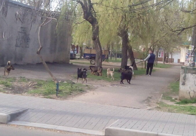 Несколько десятков собак усыпили на КП «Центр защиты животных» в Николаеве | Корабелов.ИНФО