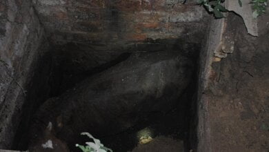 Корова упала в выгребную яму – животное доставали спасатели Корабельного района | Корабелов.ИНФО image 2