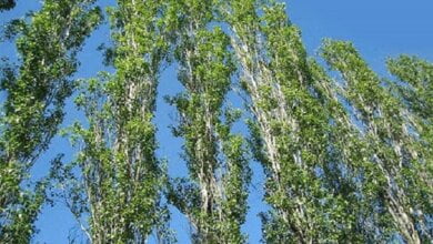 Сенкевич хочет посадить в Николаеве большое количество генномодифицированных тополей | Корабелов.ИНФО image 1