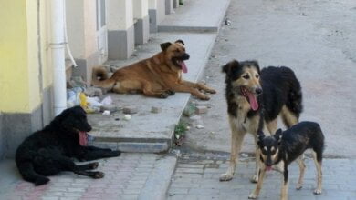 Нас кормят ложью. О бездомных собаках в Николаеве: с арифметикой и без истерики | Корабелов.ИНФО