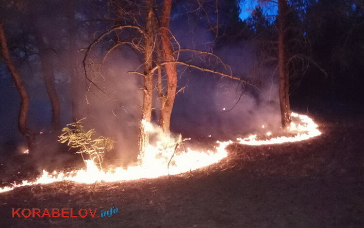 Огонь не прощает ошибок: в Балабановском лесу - очередной пожар (ВИДЕО) | Корабелов.ИНФО