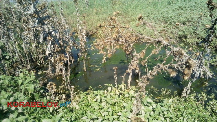 канализационное озеро по ул. Океановской