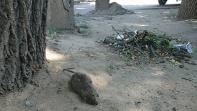 Около рынка «Колос» в Николаеве, недалеко от роддома, валяются трупы огромных крыс | Корабелов.ИНФО